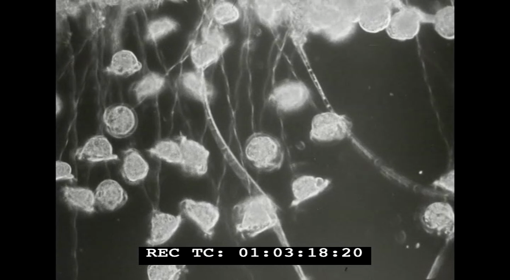 czarno-biały kadr z filmu edukacyjnego z lat 70. - płatki w wodzie (rozmyte)